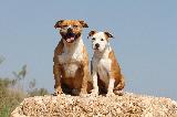 ADULTES & CHIOTS - ADULTS & PUPPIES